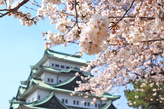 nagoya-castle-sakura-2.jpg