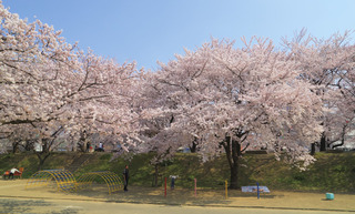 sakura_02img.jpg