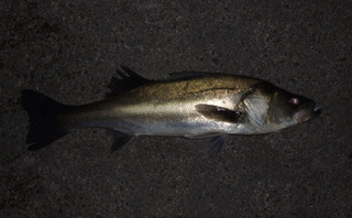 seabass.jpg