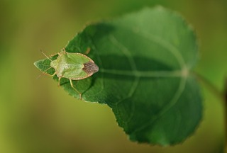 green-shield-bug-4453989_1280.jpg