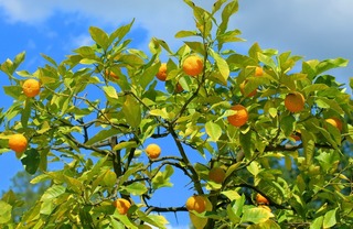 tangerines-5366002_1280.jpg