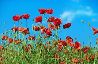 poppy-1447203_960_720.jpg