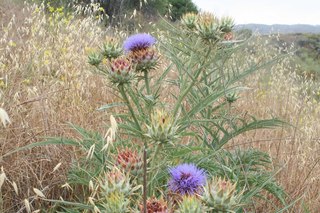 Artichoke thistle (5).jpg