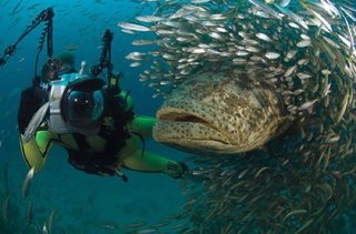 Epinephelus-itajara-merou-geant.jpg