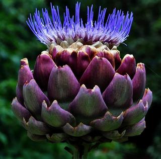 artichoke-flower-danielle-del-prado.jpg