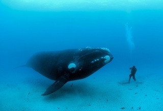 baleine-bleue.jpg