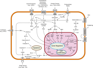 Signal_transduction_pathways.svg.png