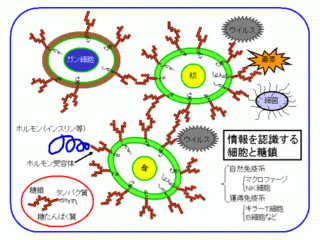 cell[1].gif