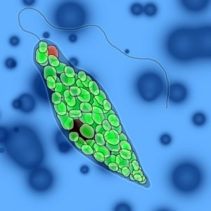 euglena3-300x300.jpg