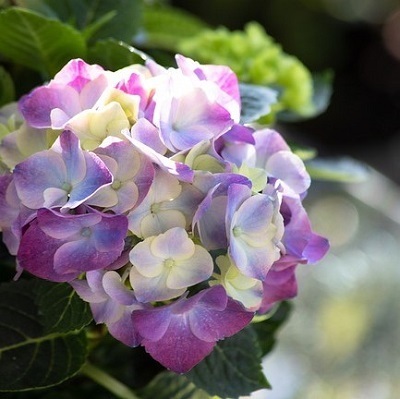 hydrangea.jpg