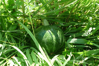 kabocha.jpg