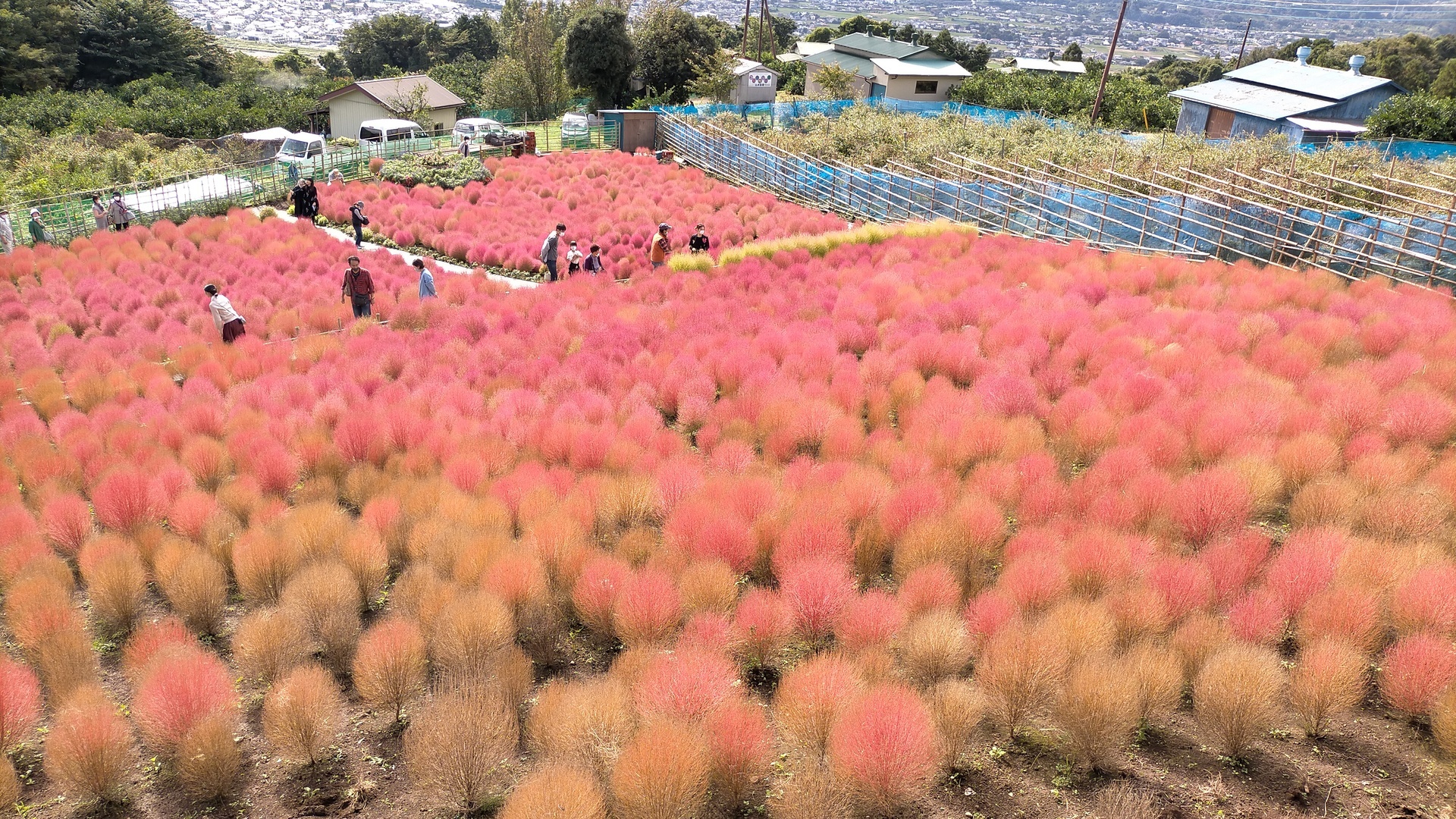 トラ ドラ グル コキアの里 神奈川県松田町 に行ってきました