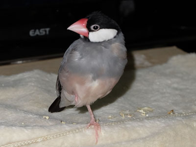 ビビ鳥の里 我が家の鳥ブログ 片足立ち