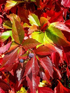 parthenocissus-1711078_960_720.jpg