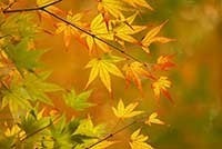 xautumn-leaves_00079.jpg.pagespeed.ic.2z-UgjE7i_.jpg