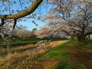 満開の桜1.jpg