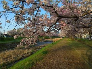 満開の桜2.jpg