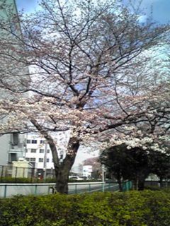 sakura20100403.jpg