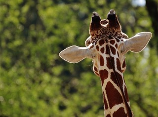 giraffe-1341638_960_720.jpg