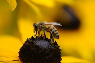 bee-210731_640.jpg