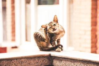 close-up-photo-of-tabby-cat-2095954.jpg