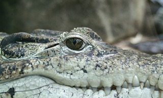 crocodile-66886_1280.jpg