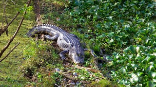 lettuce lake park1.jpg