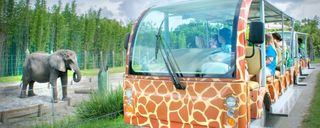 zoo-tampa-at-lowry-park-giraffe-bus-1050x420.jpg