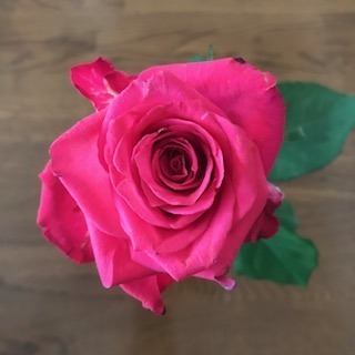 rose1.jpeg