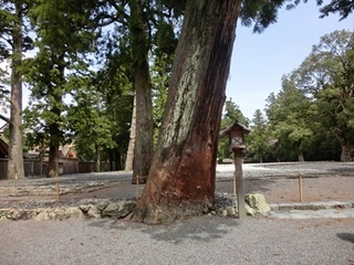 4 正宮前の木.JPG