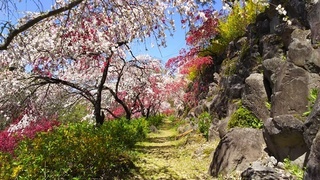 善勝寺 石垣 通り道.JPG