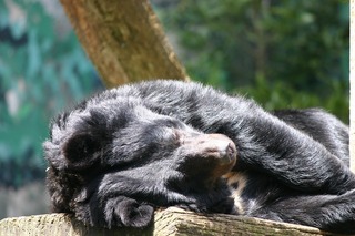 bear-74155_960_720.jpg