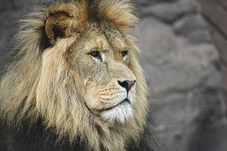 lion-1209289_960_720.jpg