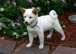 shiba-inu-1147811_960_720.jpg