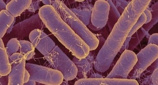 blog bacteria intestinal 20160210.jpg