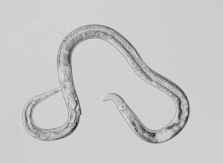 female1 elegans picture.JPG