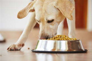 dogfood-h.jpg