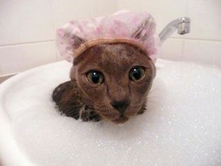 cats_love_water_bath_14.jpg