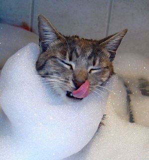 cats_love_water_bath_26.jpg