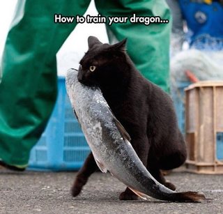 funny-black-cat-stealing-fish.jpg