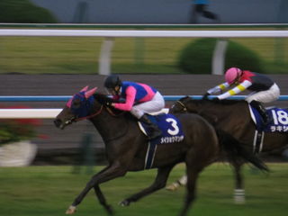 1280px-CVE}{_-_38GUxXt_-_Meisho_Mambo_-_38th_The_Queen_Elizabeth_II_Cup_(Kyoto_Racecourse)_(10776431533).jpg