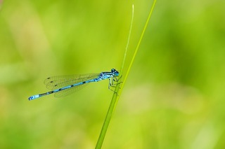 azure-damselfly-76964_1920.jpg