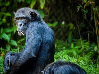 chimpanzee-1545010_1920.jpg