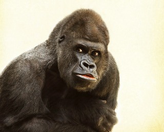 gorilla-448731_1920.jpg