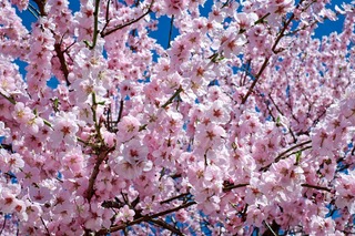 japanese-cherry-trees-2168858_1920.jpg