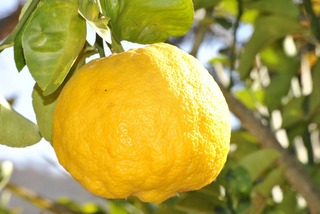 lemon-181650_1920.jpg