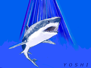 19shark.png