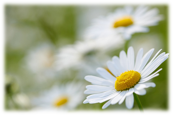 daisyflower.png