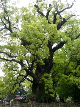 800px-Big_Japanese_cinnamon_Kamo_hachiman_shrine.jpg