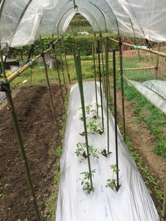 ゆるゆるファーム 農園 ぼちぼち植え付けトマトとキュウリ